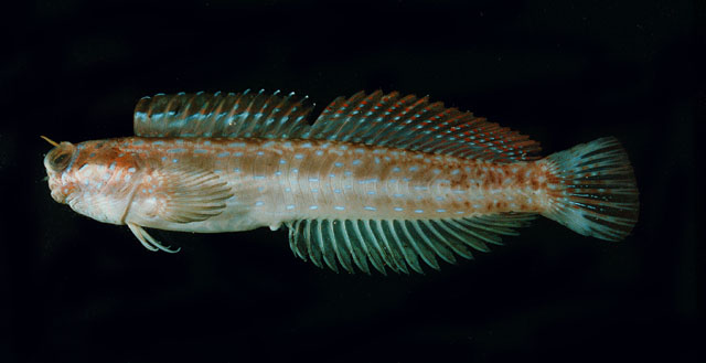 Blenniella gibbifrons (Quoy & Gaimard, 1824)